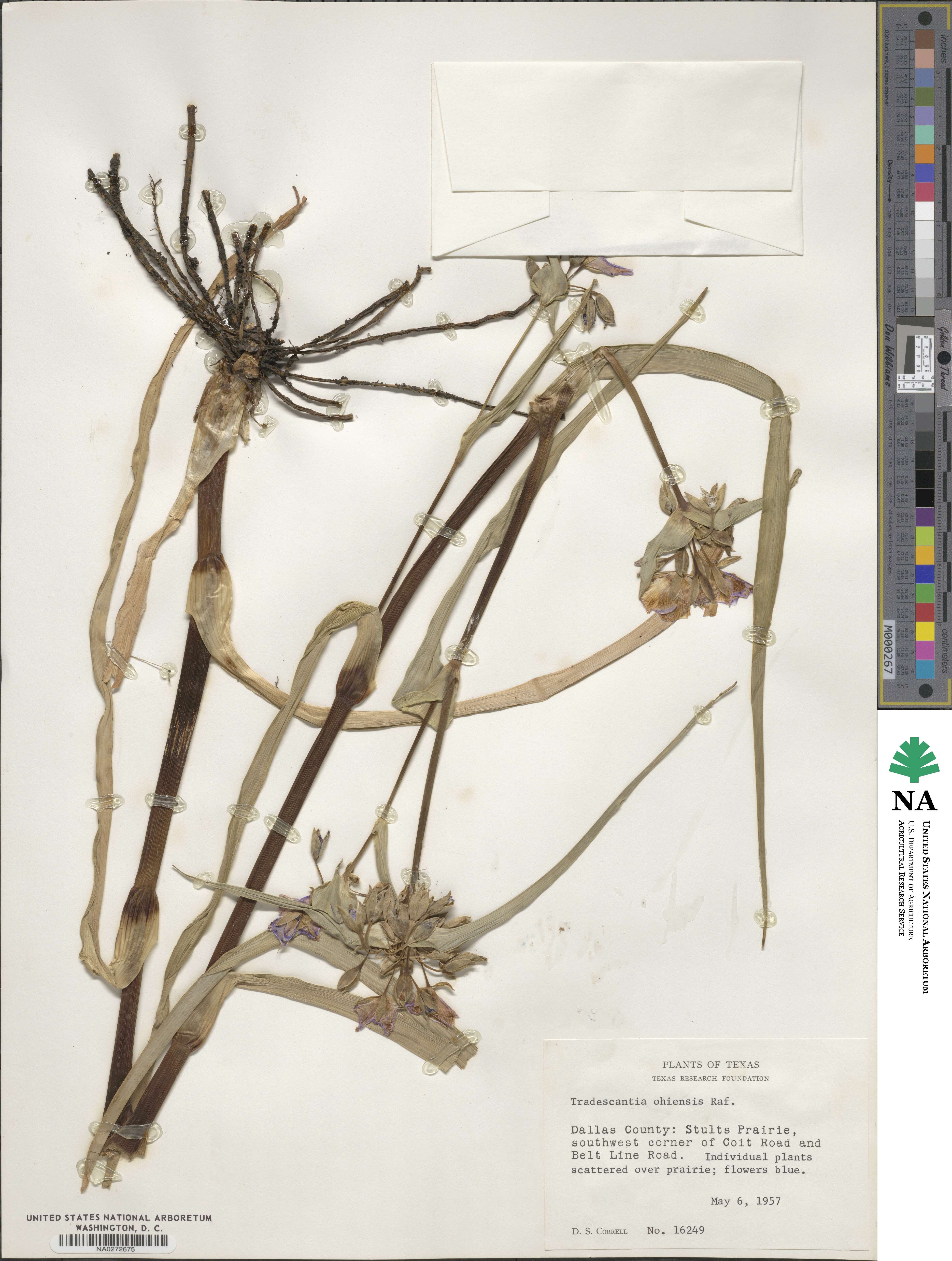 Tradescantia image