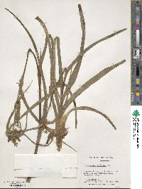 Tradescantia ohiensis image