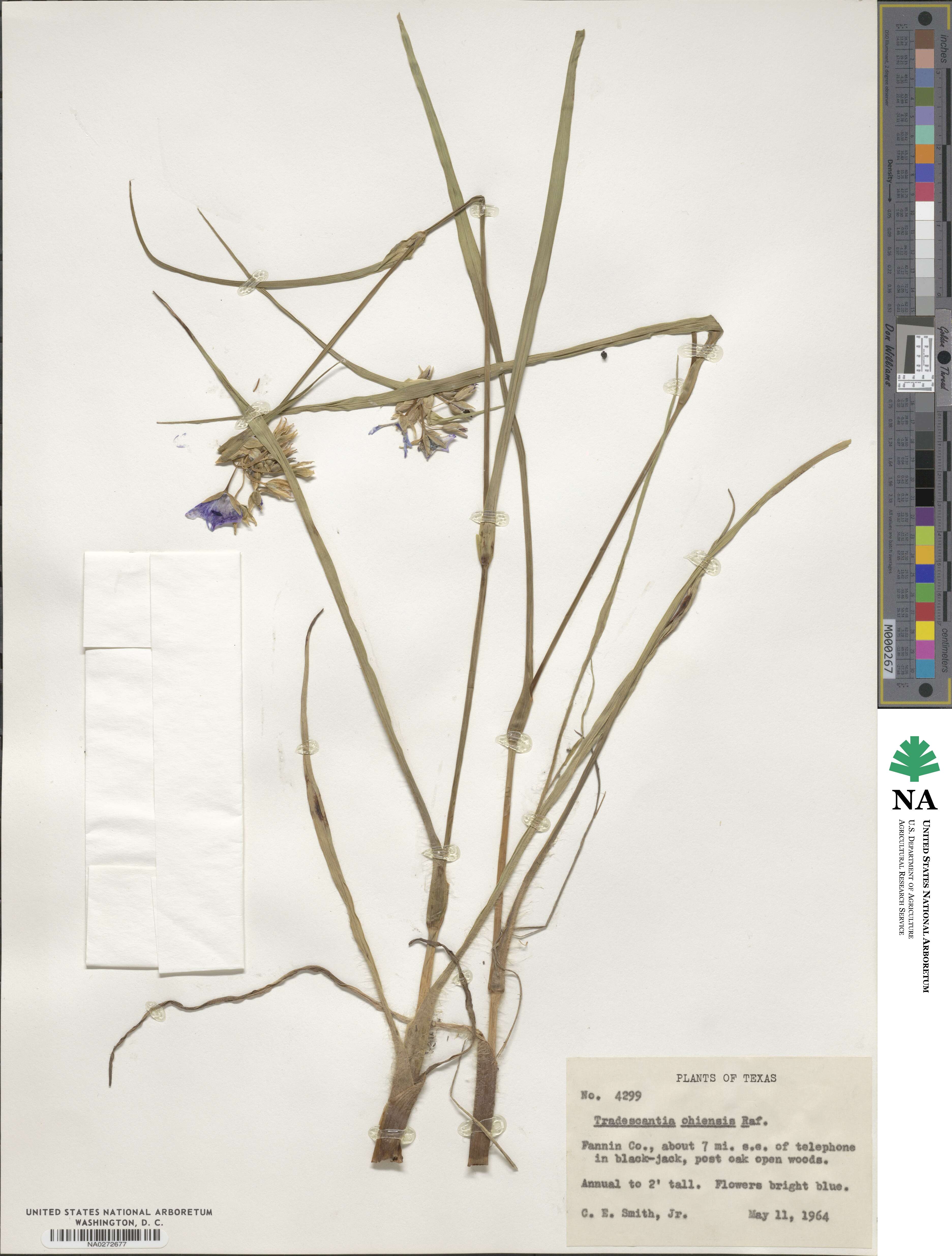 Tradescantia ohiensis image