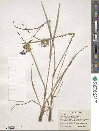 Tradescantia ohiensis image