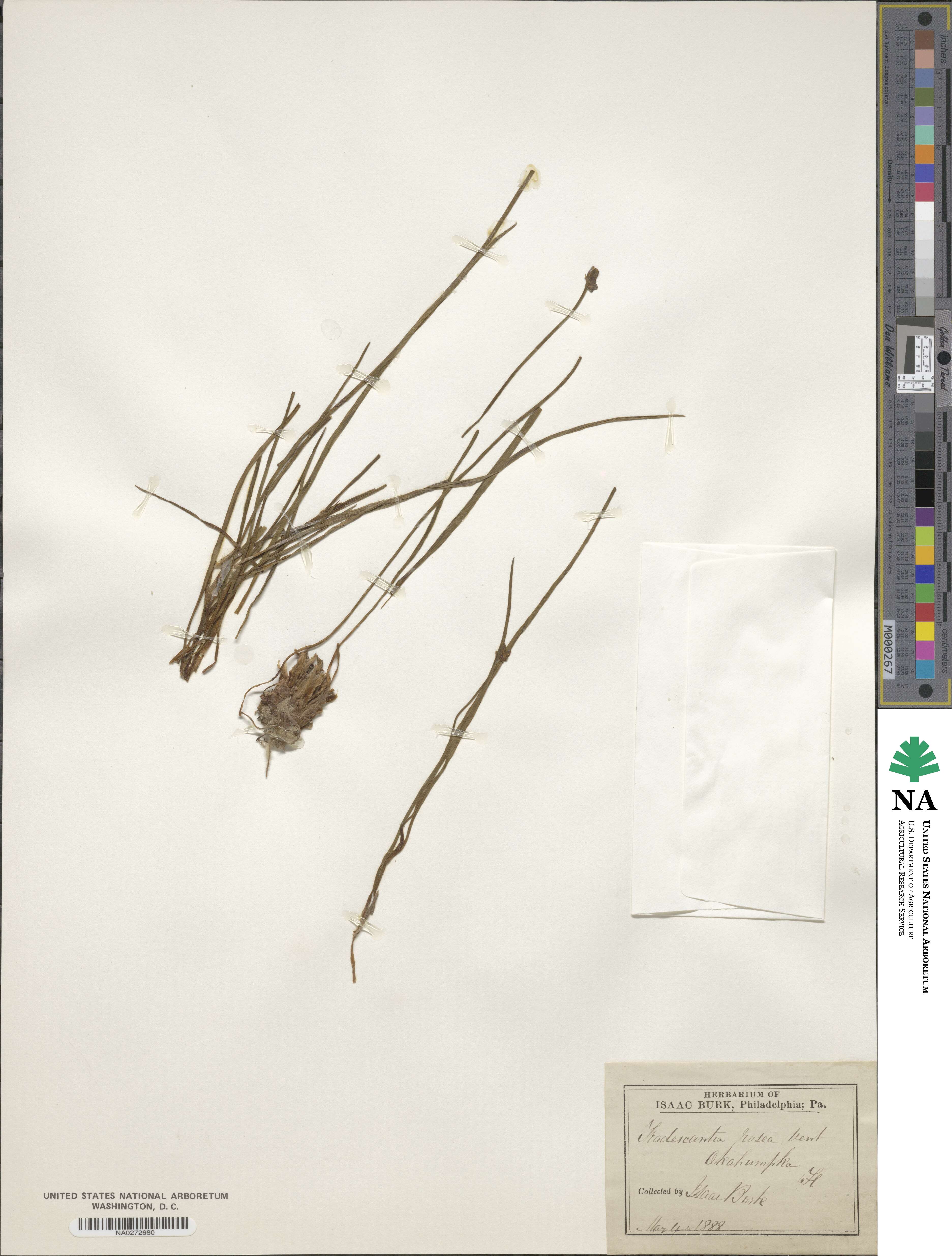 Callisia rosea image