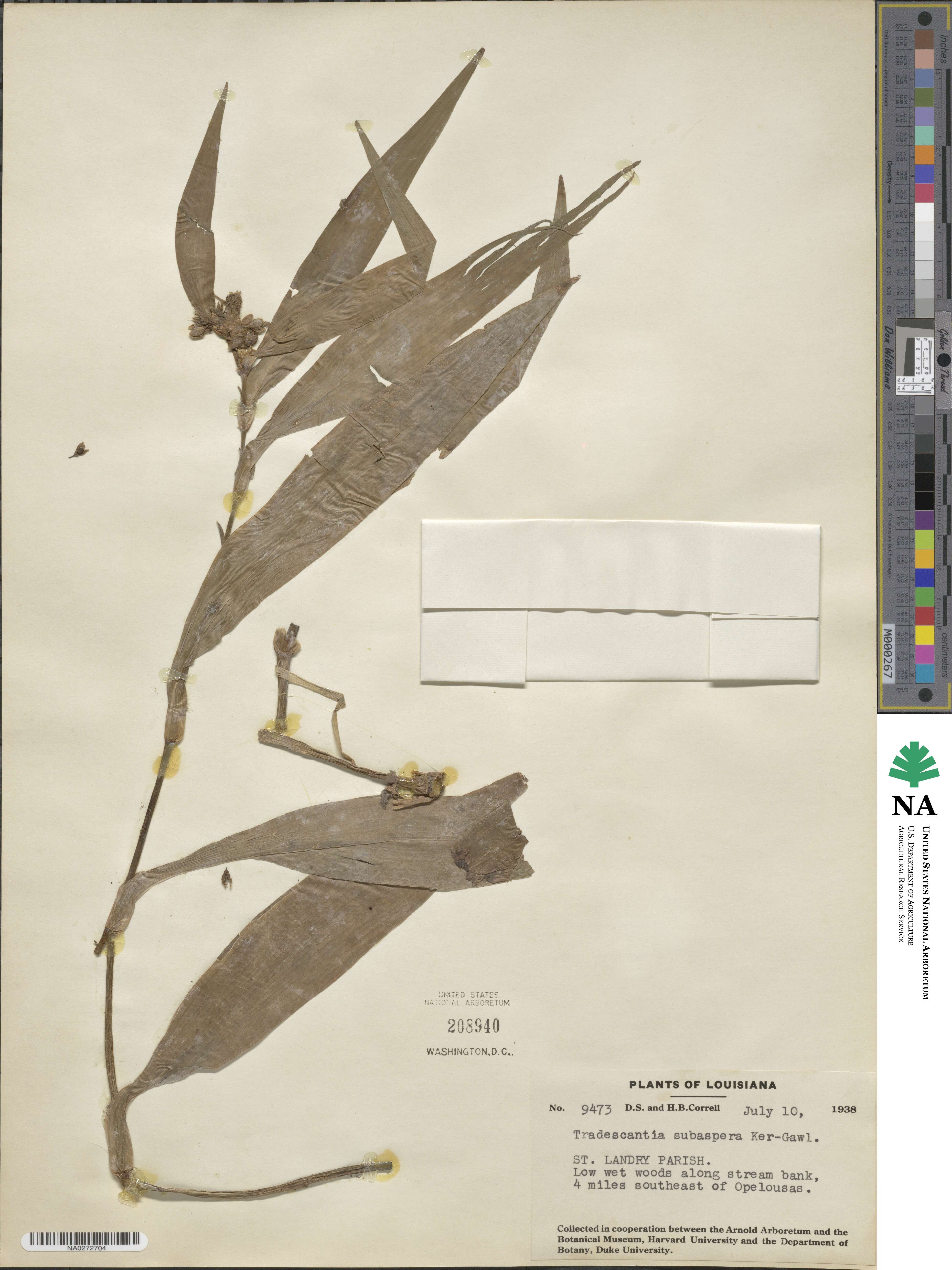 Tradescantia subaspera image
