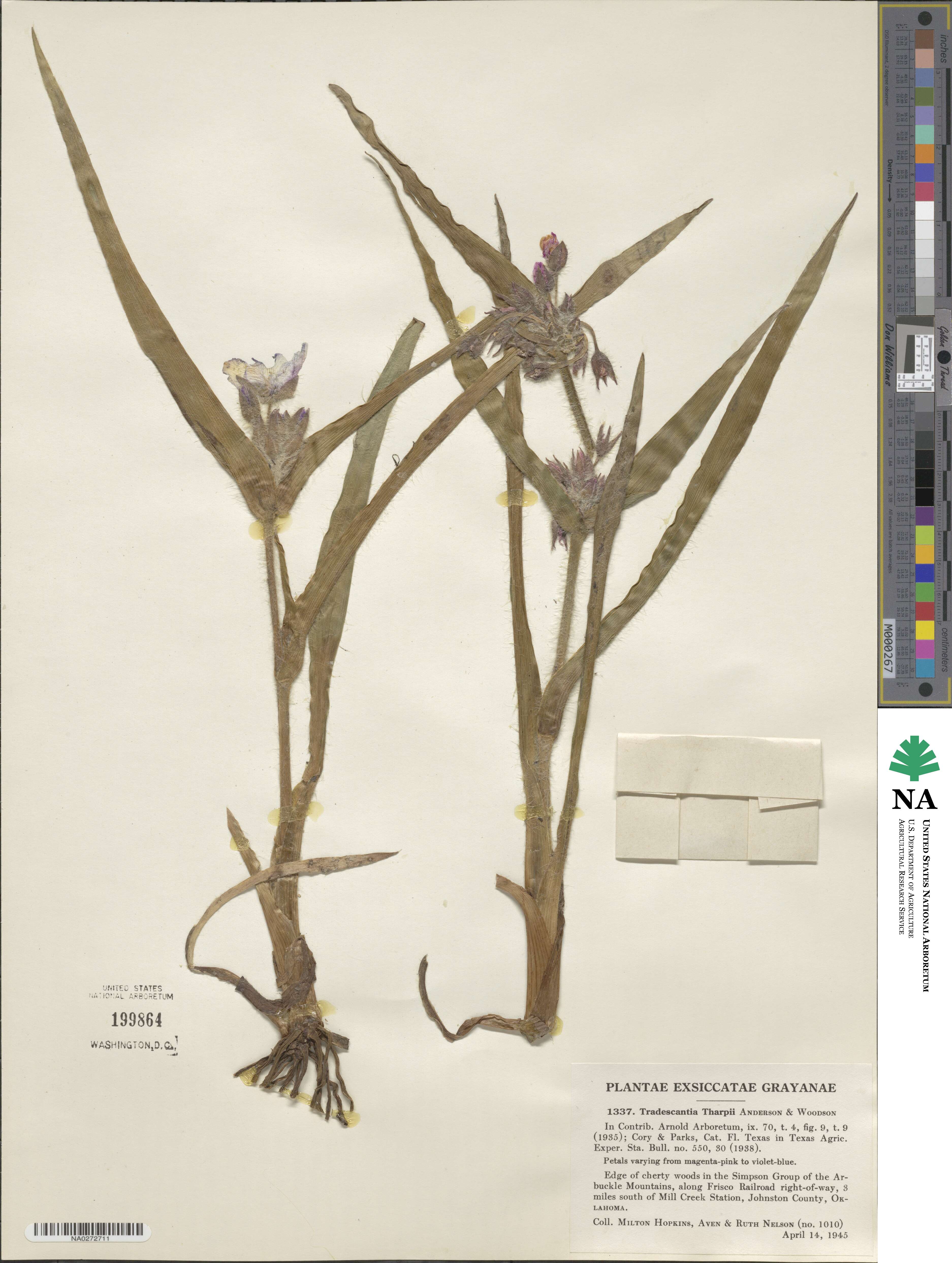 Tradescantia tharpii image