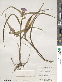 Tradescantia virginiana image