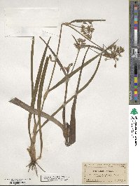 Tradescantia virginiana image