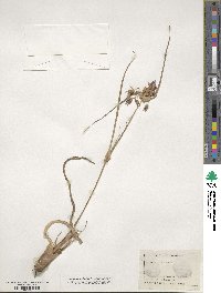 Tradescantia virginiana image