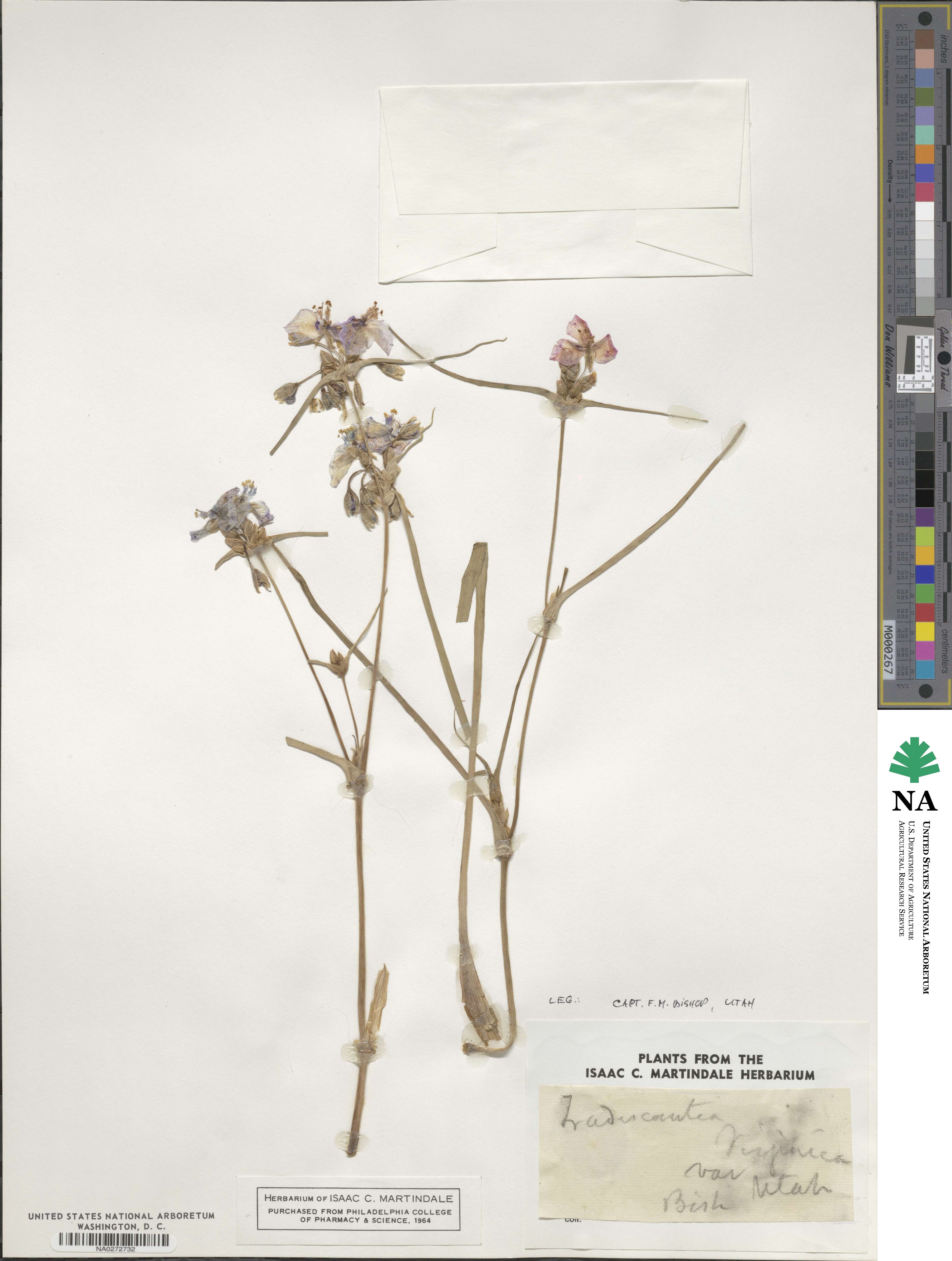 Tradescantia virginiana image