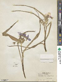 Tradescantia virginiana image