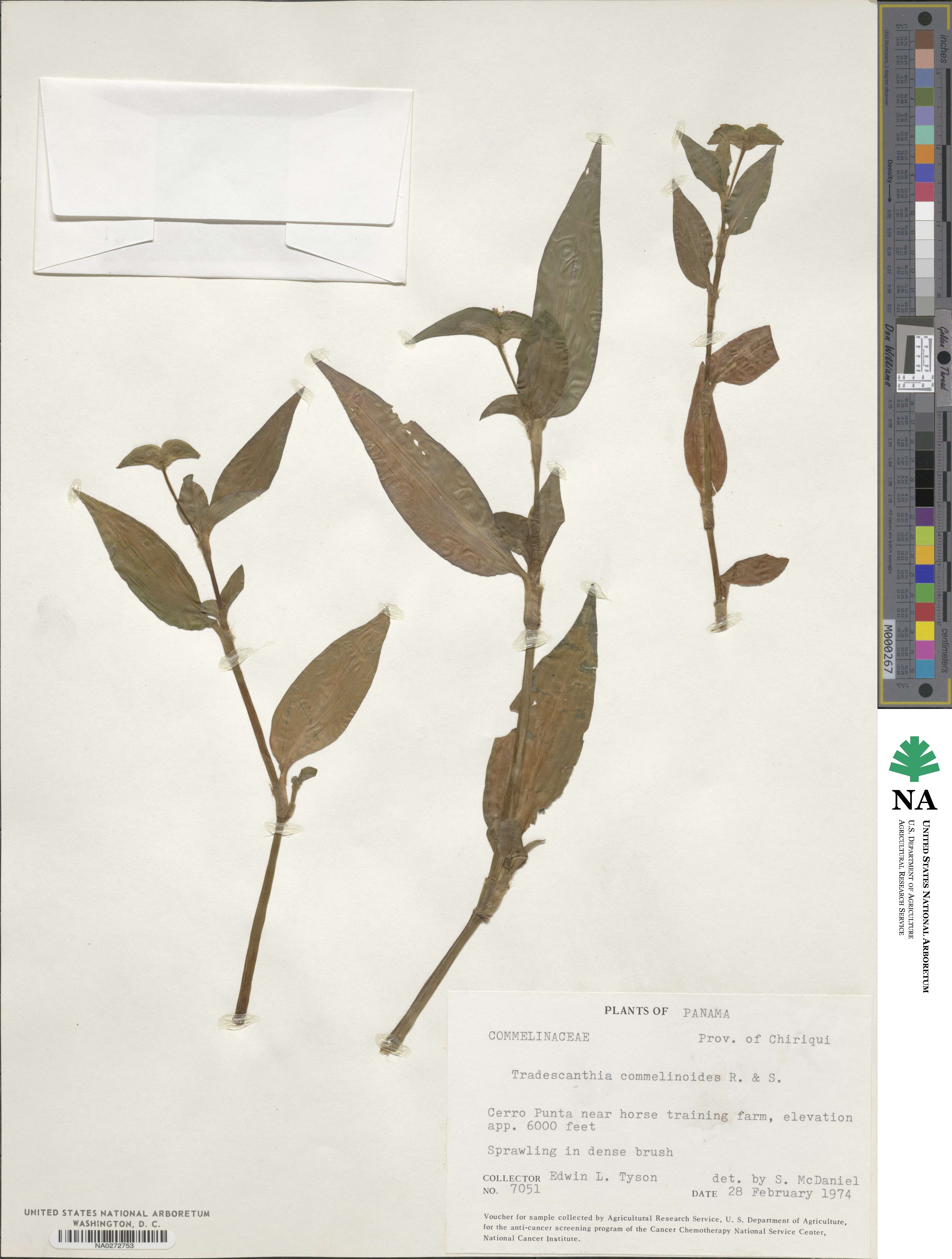 Tradescantia commelinoides image