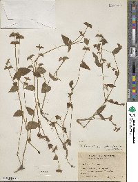 Tradescantia commelinoides image