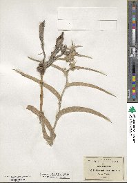 Tradescantia crassifolia image