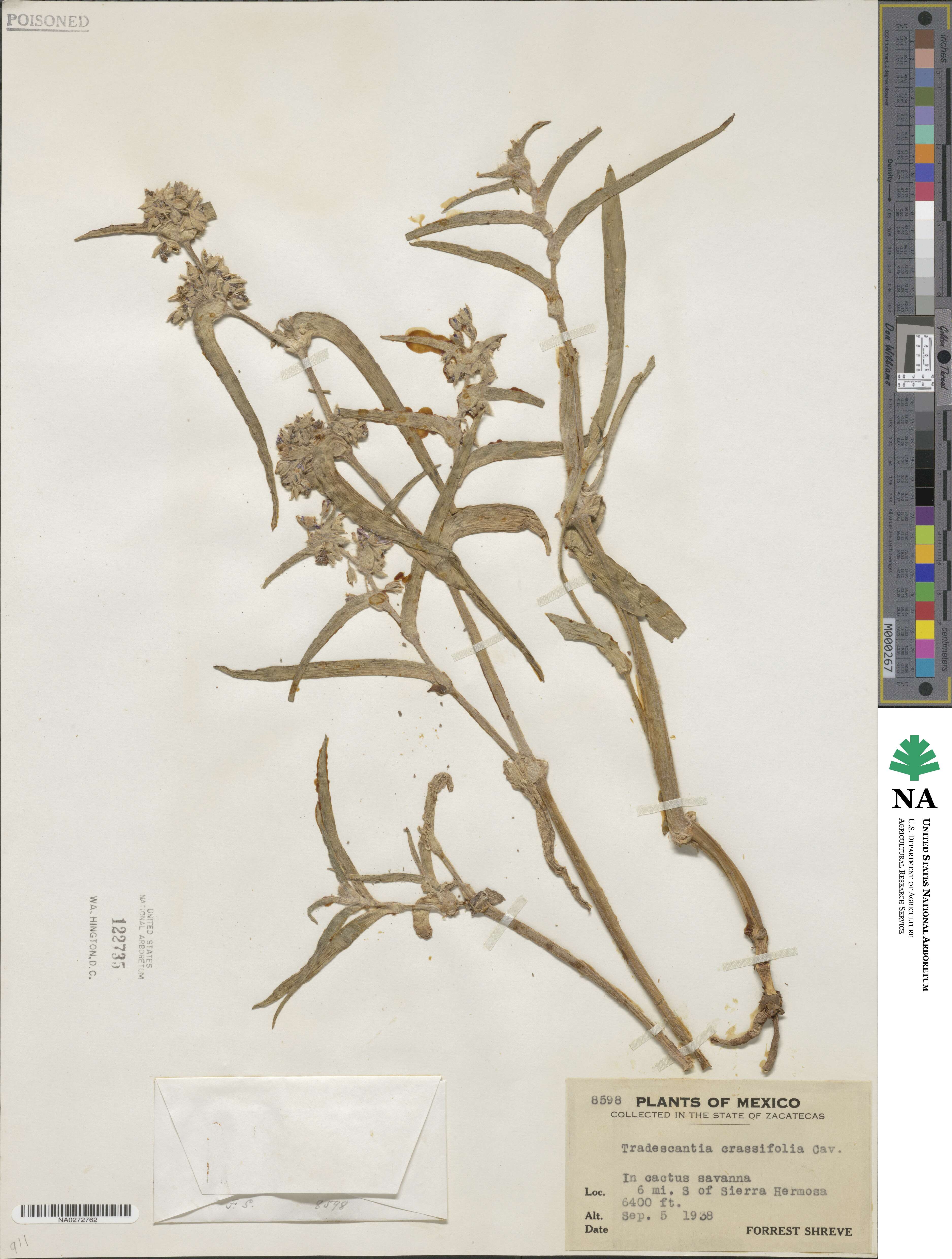 Tradescantia crassifolia image