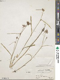 Image of Tradescantia pinetorum