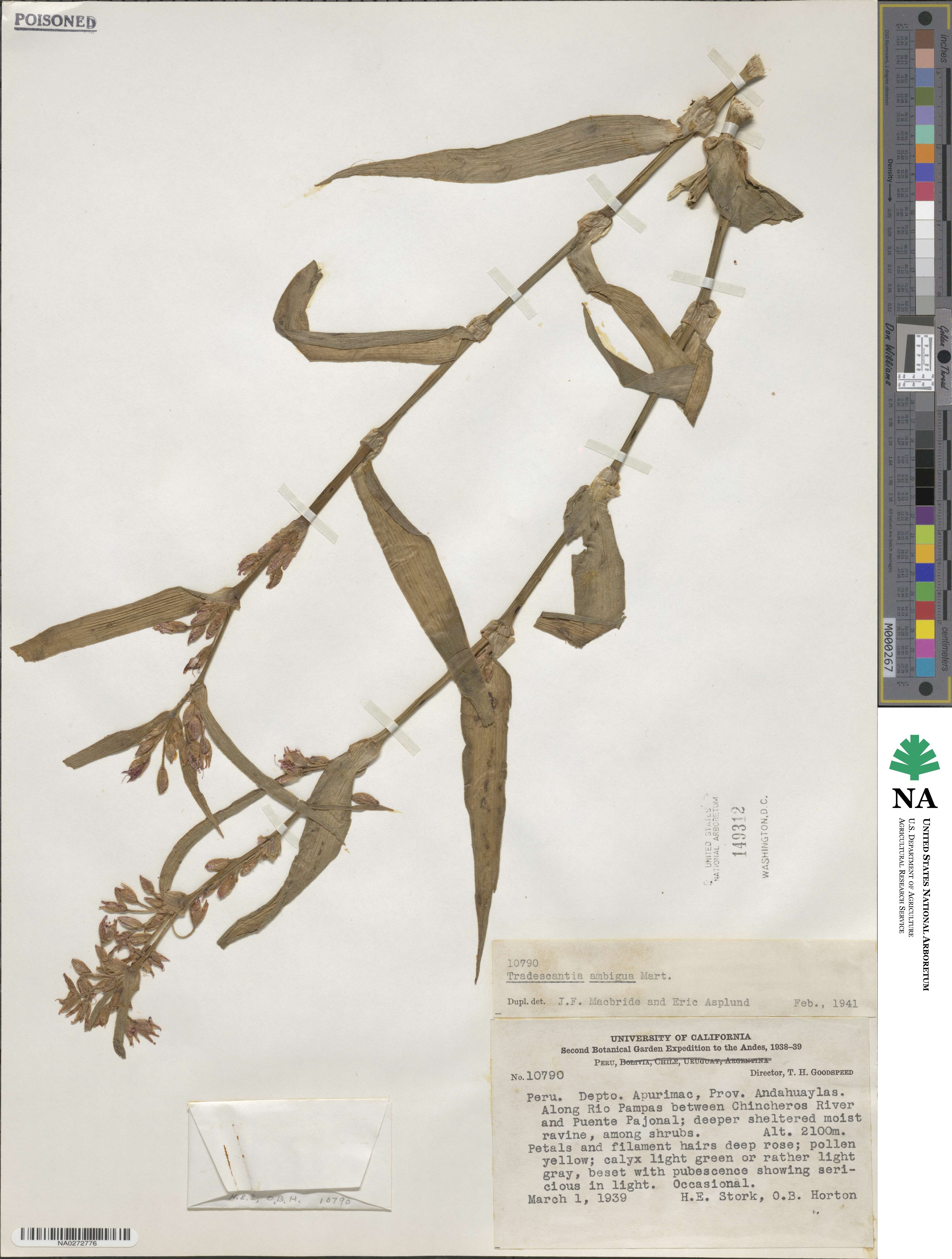 Tradescantia ambigua image