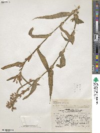 Tradescantia ambigua image