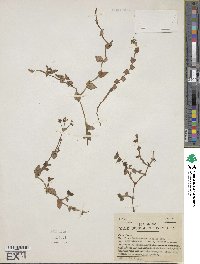 Callisia gracilis image