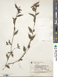 Tradescantia fluminensis image