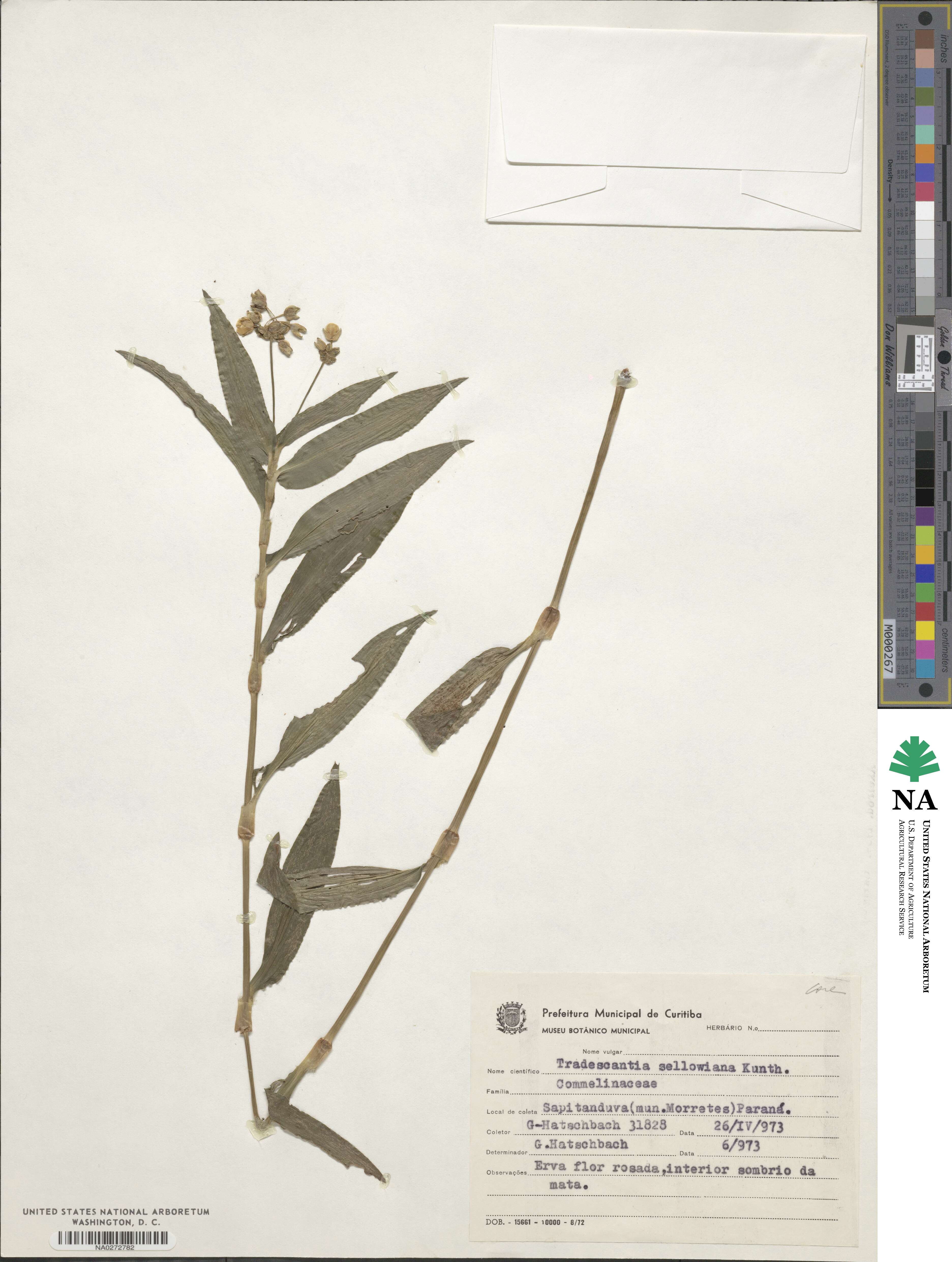 Callisia diuretica image