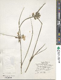 Tradescantia hirsutiflora image