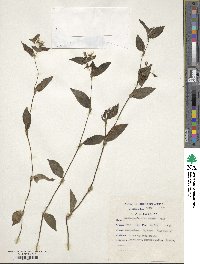 Tradescantia fluminensis image