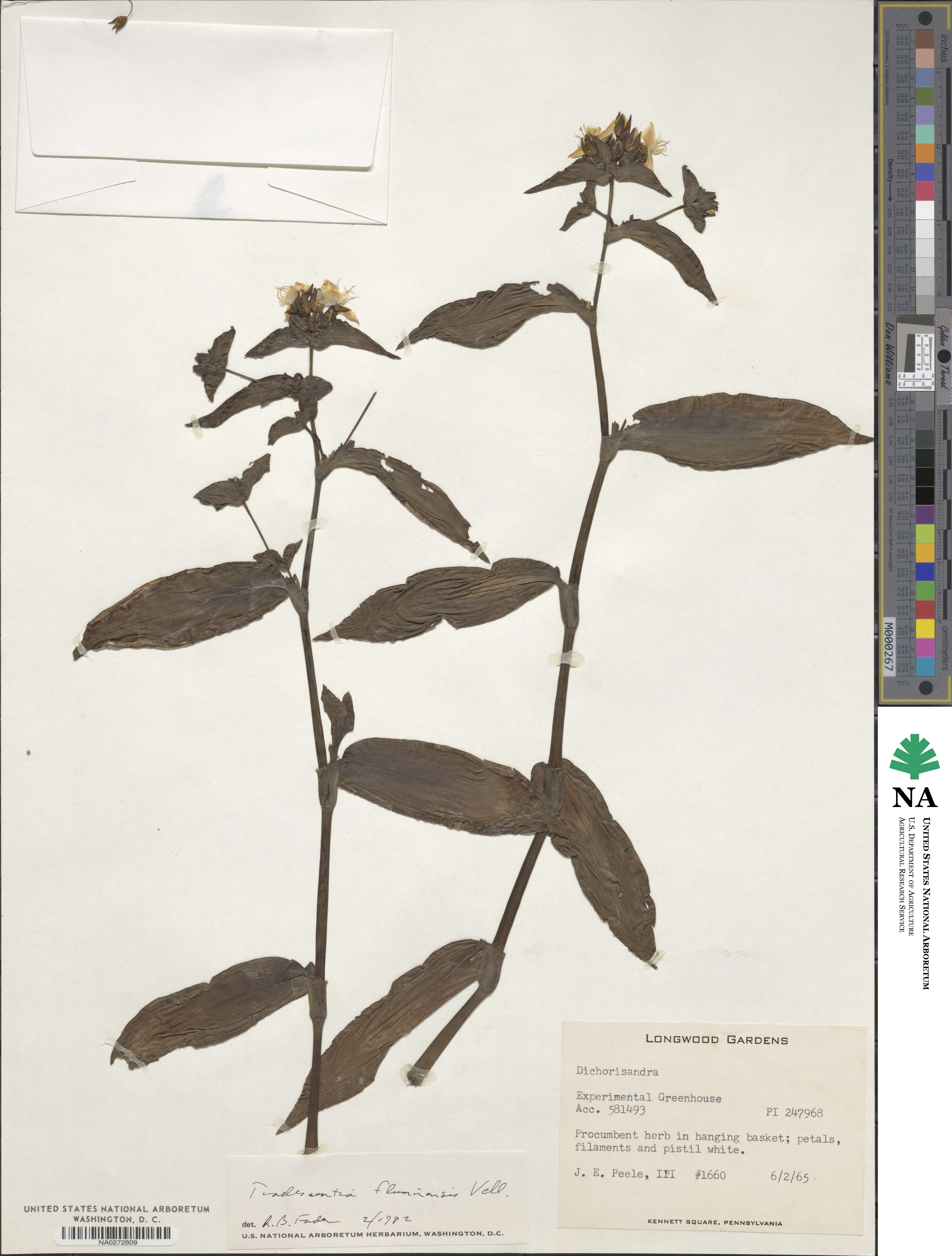 Tradescantia fluminensis image