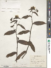 Tradescantia fluminensis image