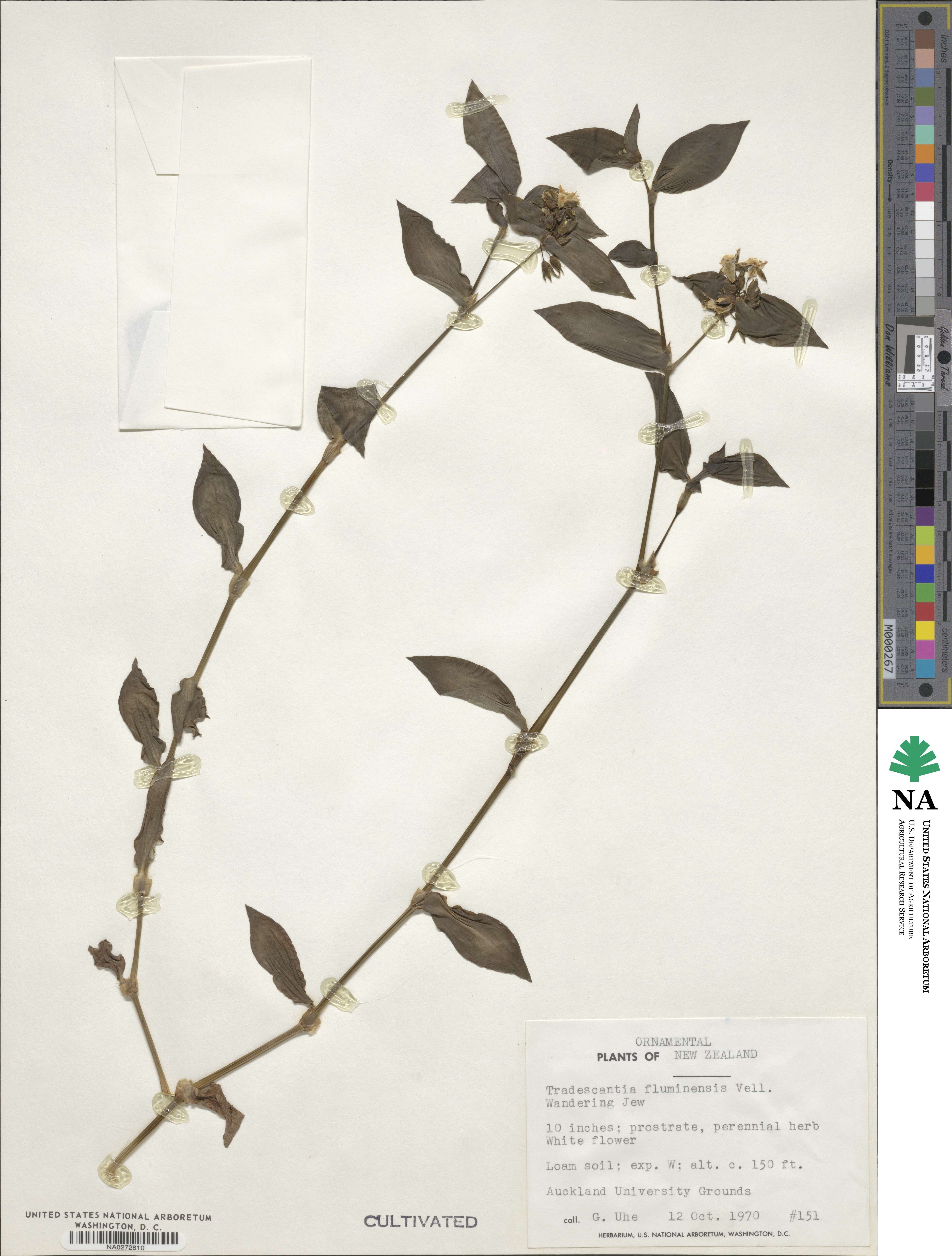Tradescantia fluminensis image