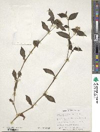 Tradescantia fluminensis image