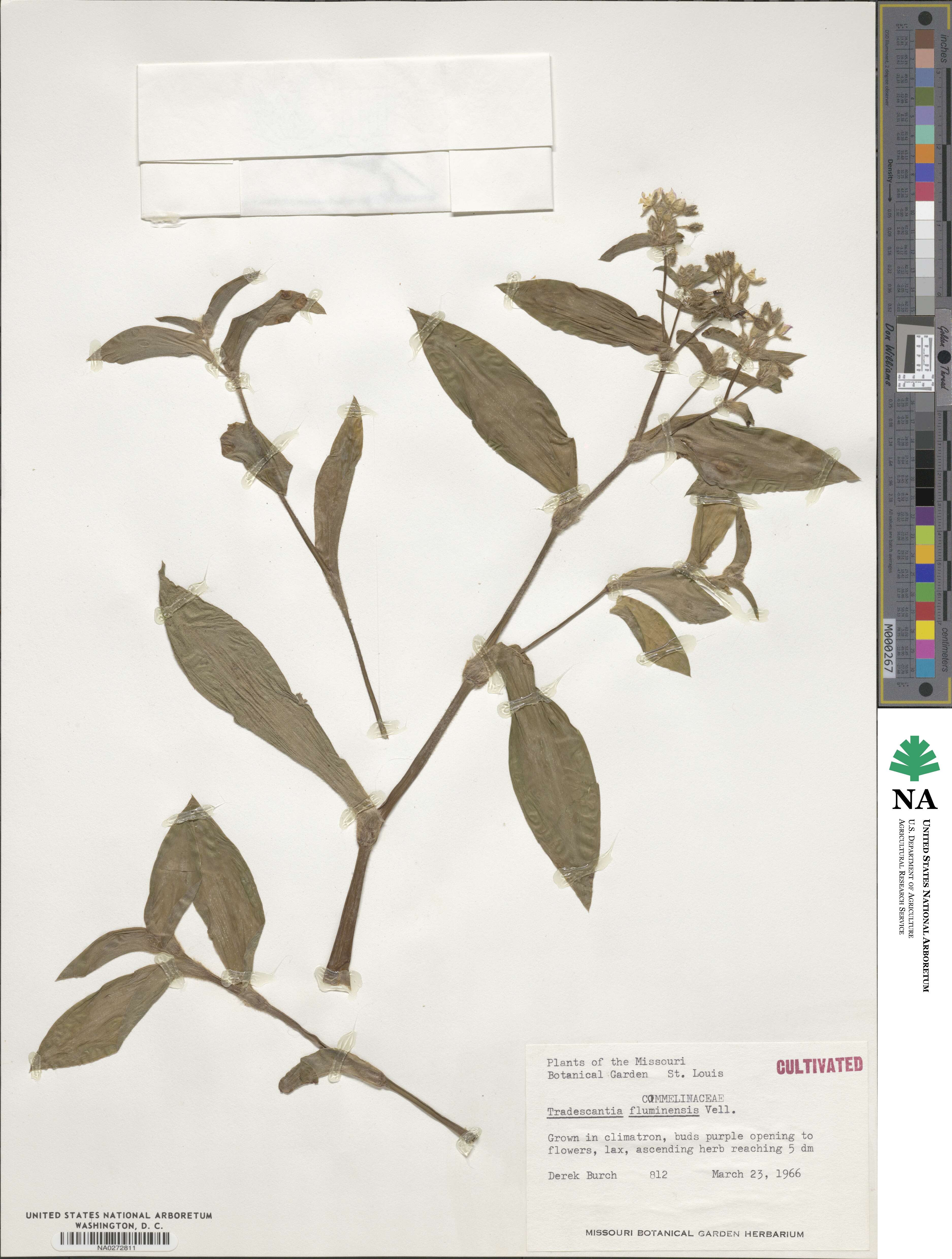 Tradescantia fluminensis image