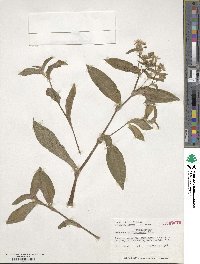 Tradescantia fluminensis image