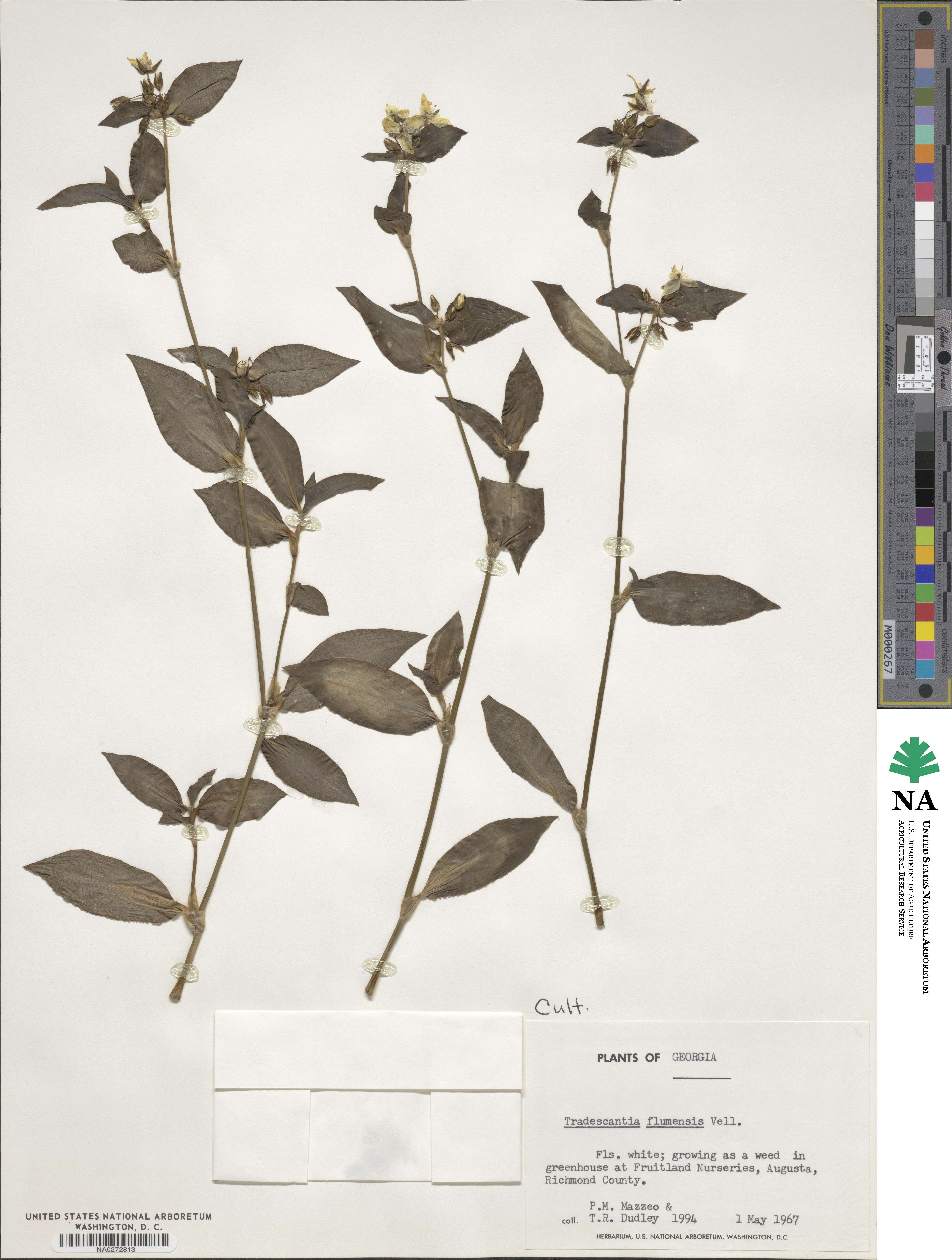 Tradescantia fluminensis image