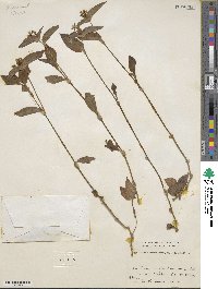 Tradescantia fluminensis image