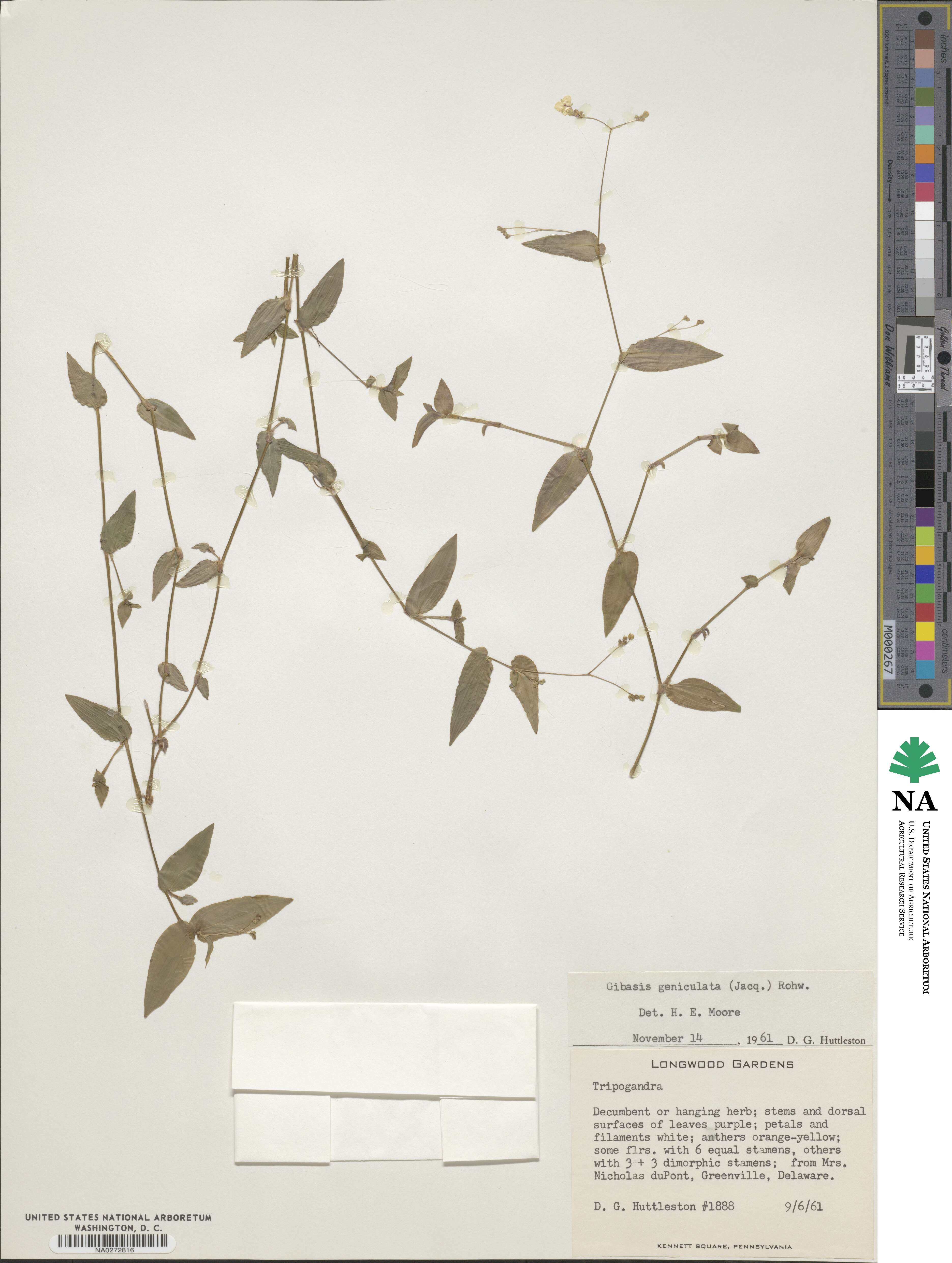 Tradescantia geniculata image