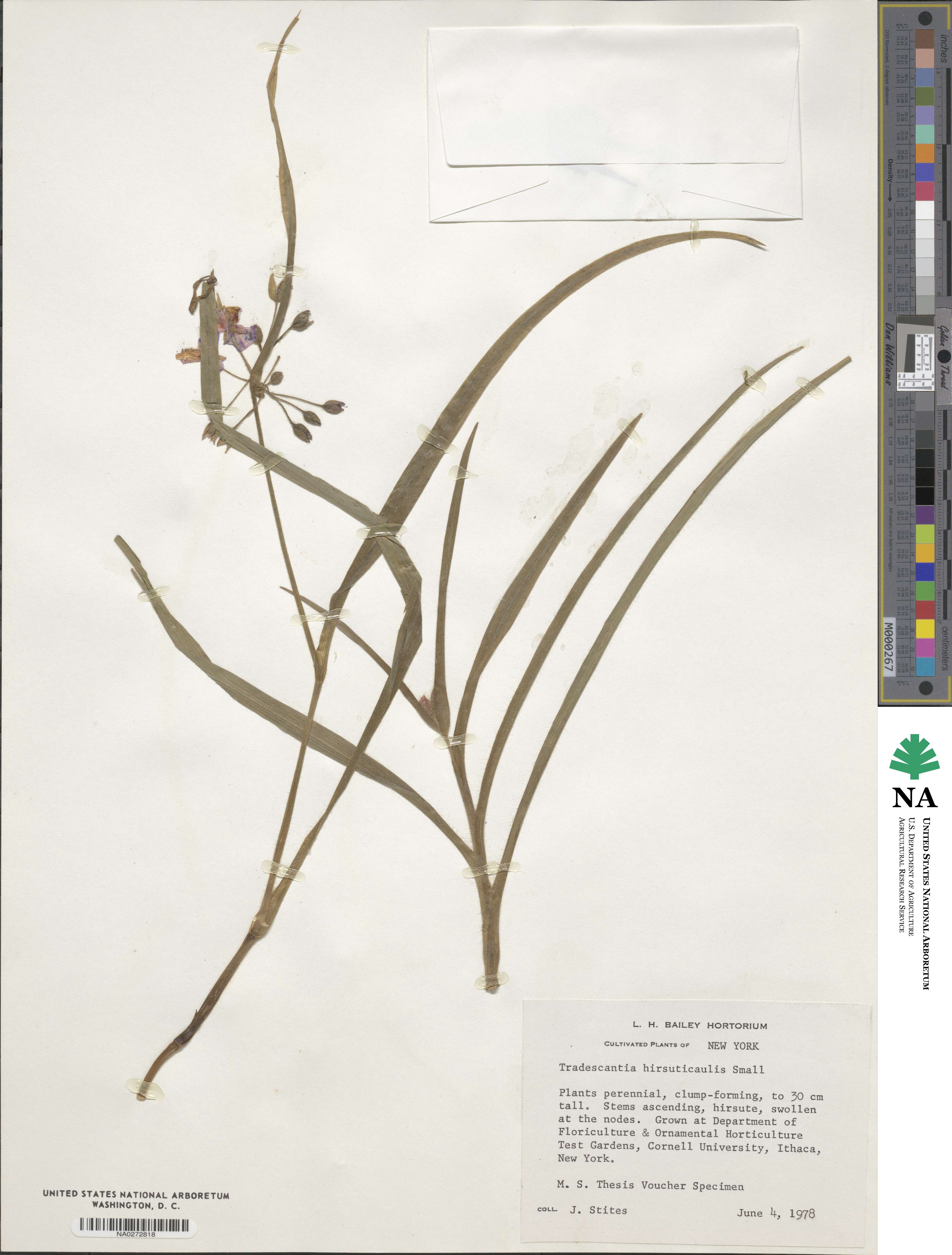 Tradescantia hirsuticaulis image
