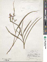 Tradescantia hirsuticaulis image