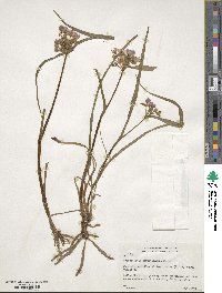 Tradescantia hirsuticaulis image