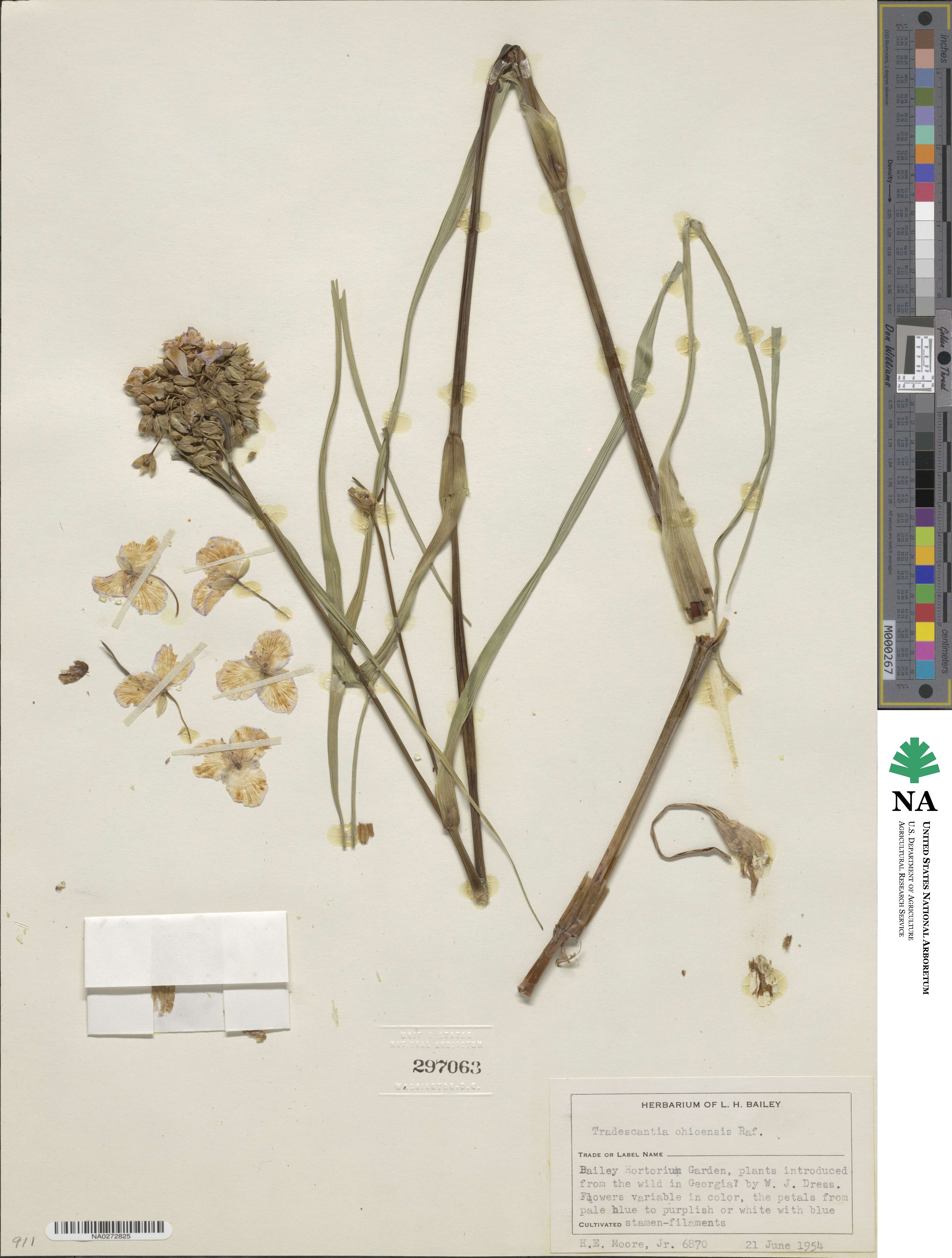 Tradescantia ohiensis image