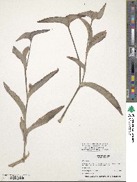 Tradescantia pallida image