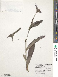 Tradescantia pallida image