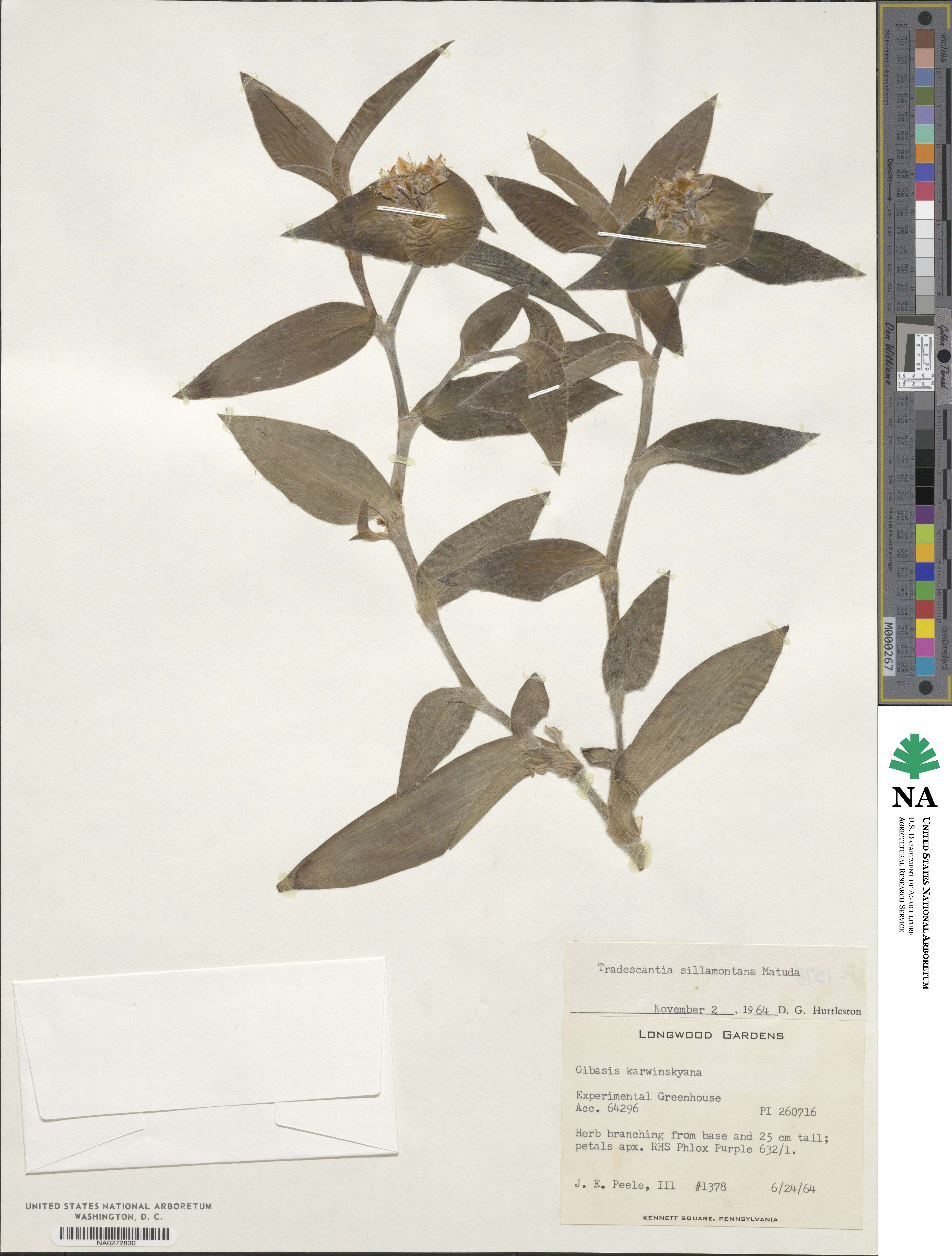 Tradescantia sillamontana image