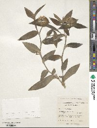 Tradescantia sillamontana image