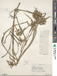 Tradescantia virginiana image