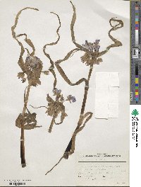 Tradescantia virginica image