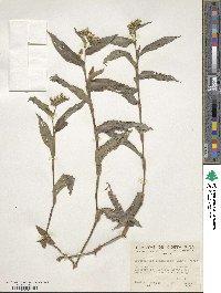 Callisia serrulata image