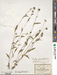 Image of Callisia disgrega