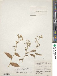 Callisia grandiflora image