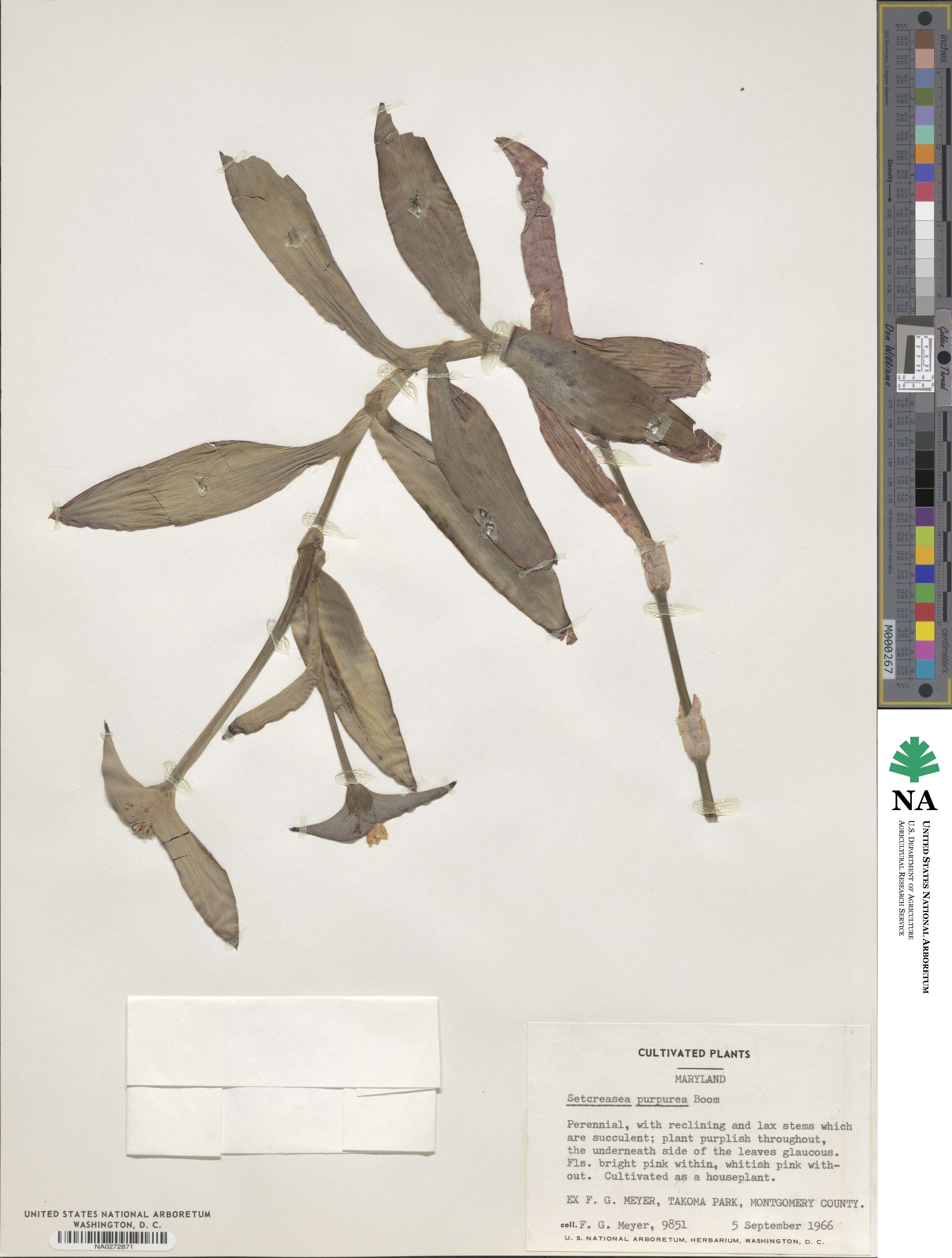 Tradescantia pallida image