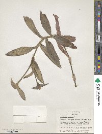 Tradescantia pallida image