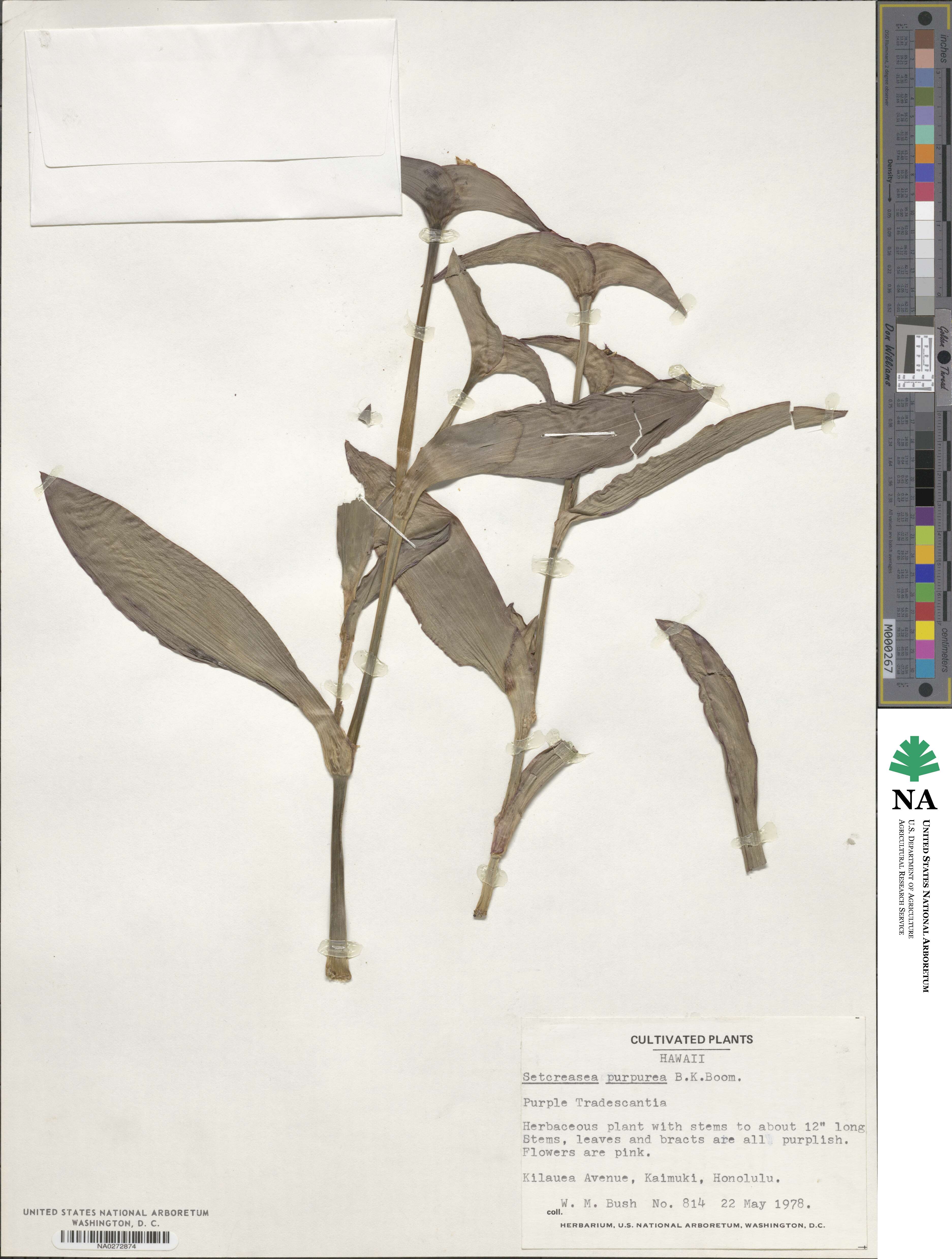 Tradescantia pallida image