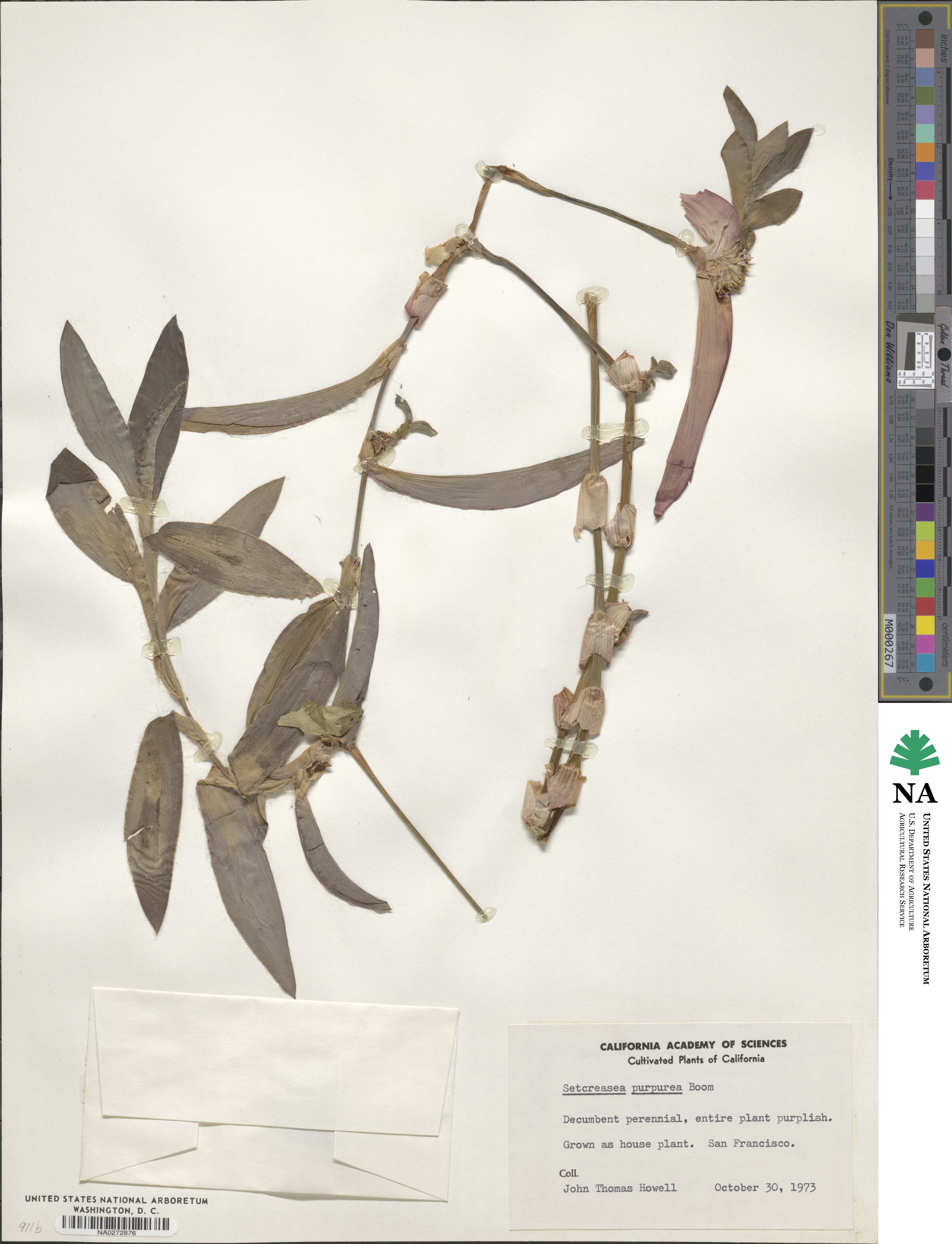 Tradescantia pallida image